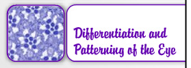 Differentiation and Patterning of the Eye