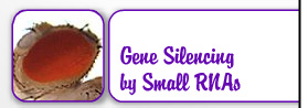 Gene Silencing by Small RNAs
