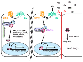 Casein Kinase 1