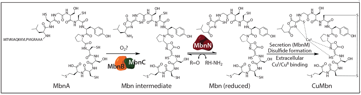 Copper acquisition by methanotrophic bacteria